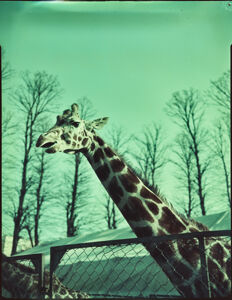 Giraffa dietro ad una recinzione