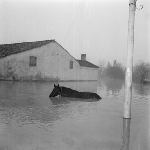 Un cavallo immerso nell'acqua durante l'alluvione nelle campagne del Polesine
