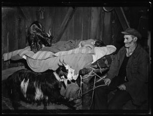 Africo, interno con due capre: un animale è su un letto, dove riposa anche una donna, e un uomo tiene l'altra legata per una zampa