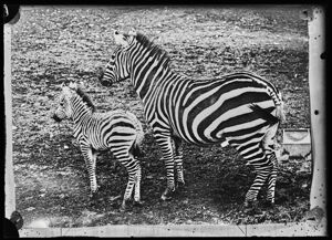 Due zebre nel giardino zoologico di Dudley nel Regno Unito